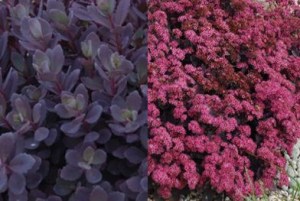 Sedum Sunsparkler Plum Dazzled